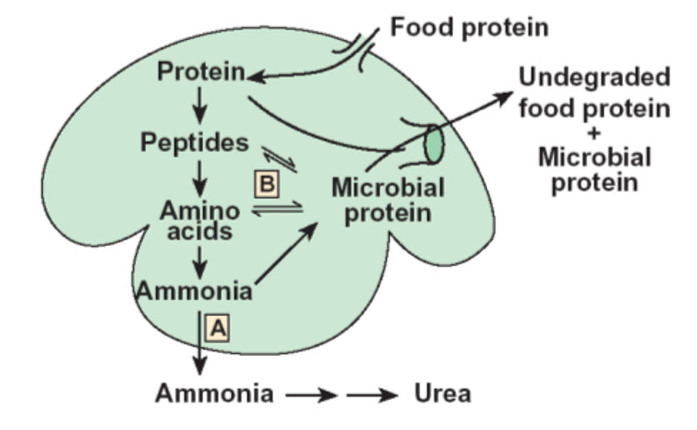 Protein Rumen Protein in Rumen – Chase Bovine Services