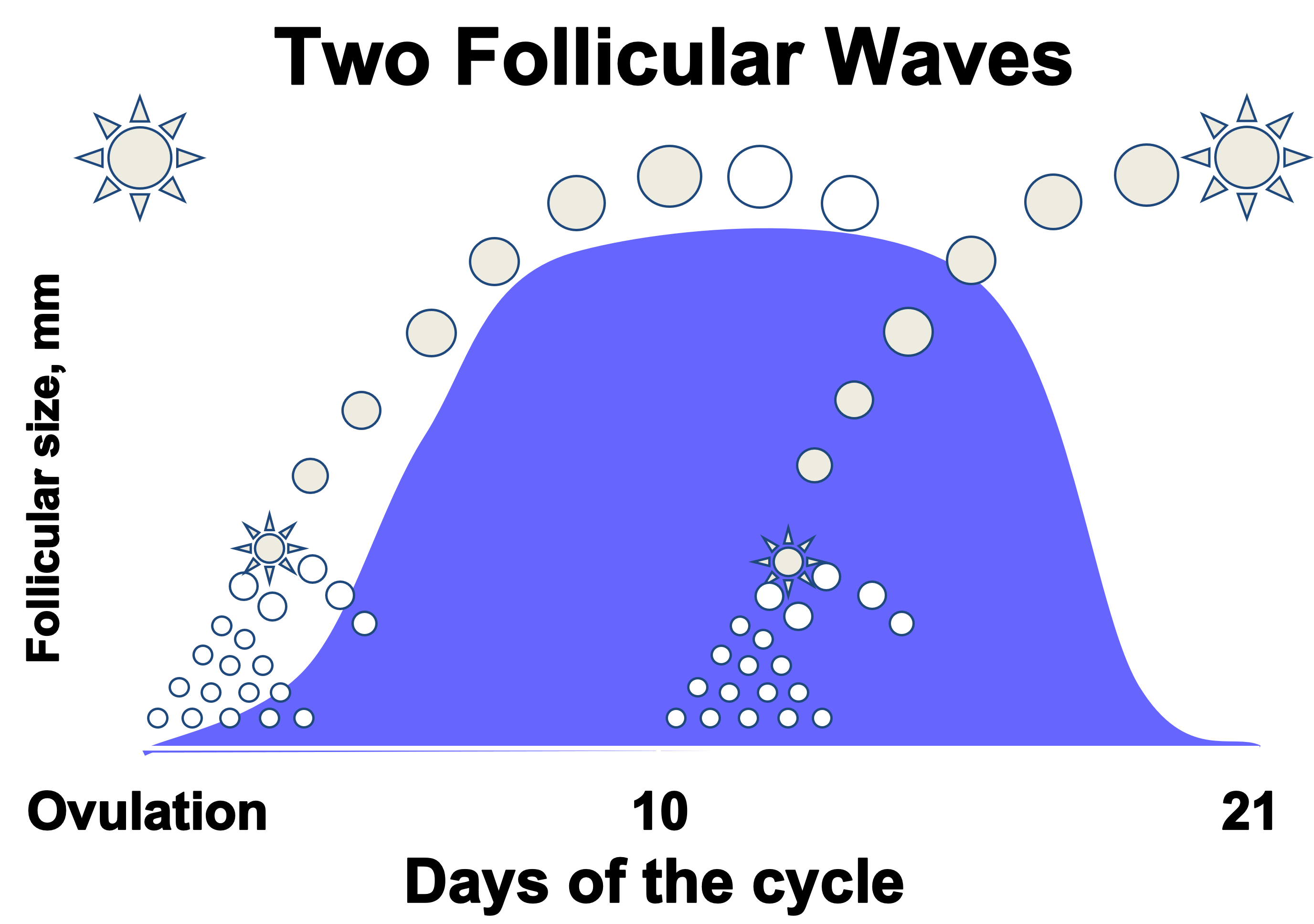 Illustration of a two-wave follicular cycle