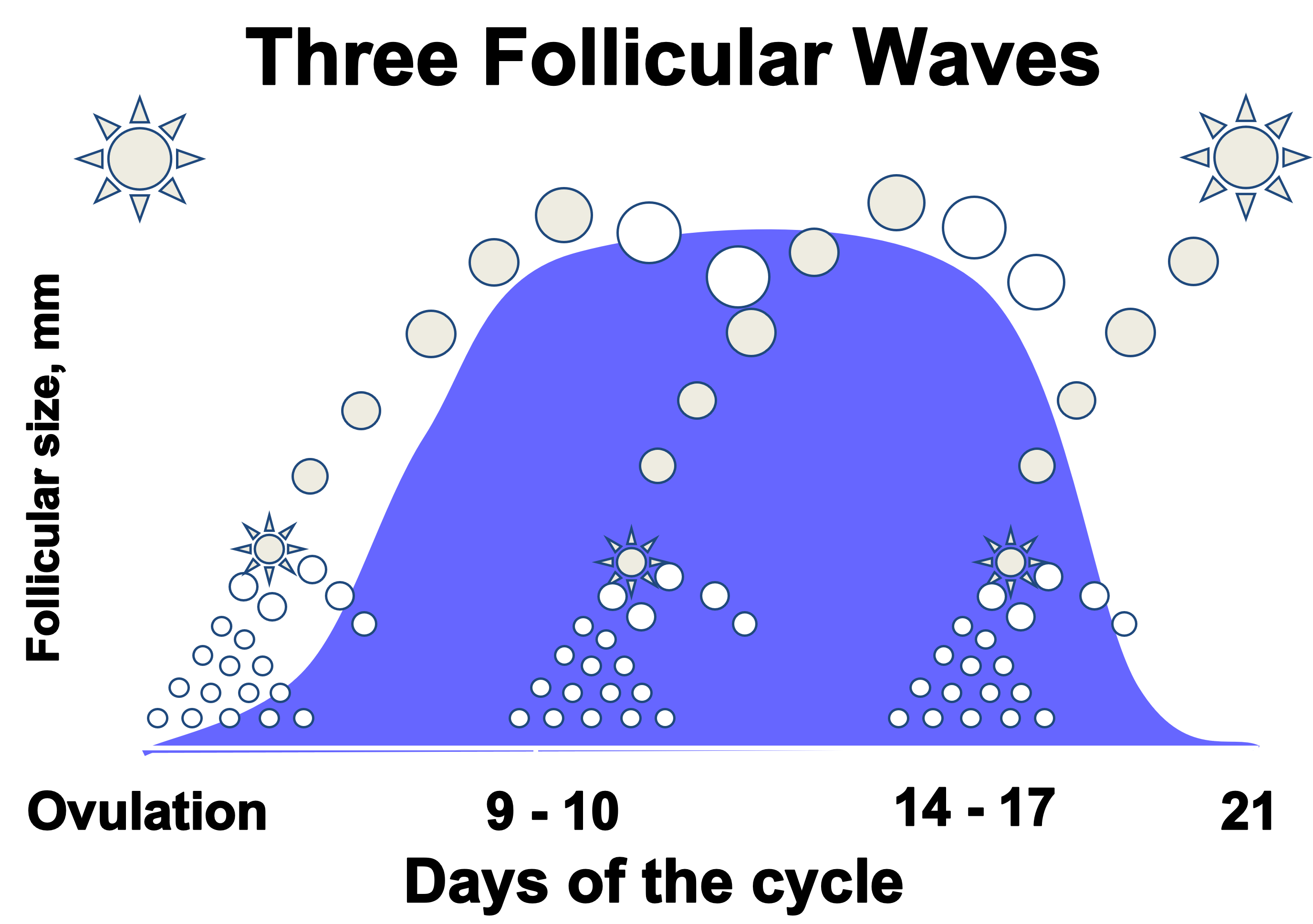 Illustration of a three-wave follicular cycle