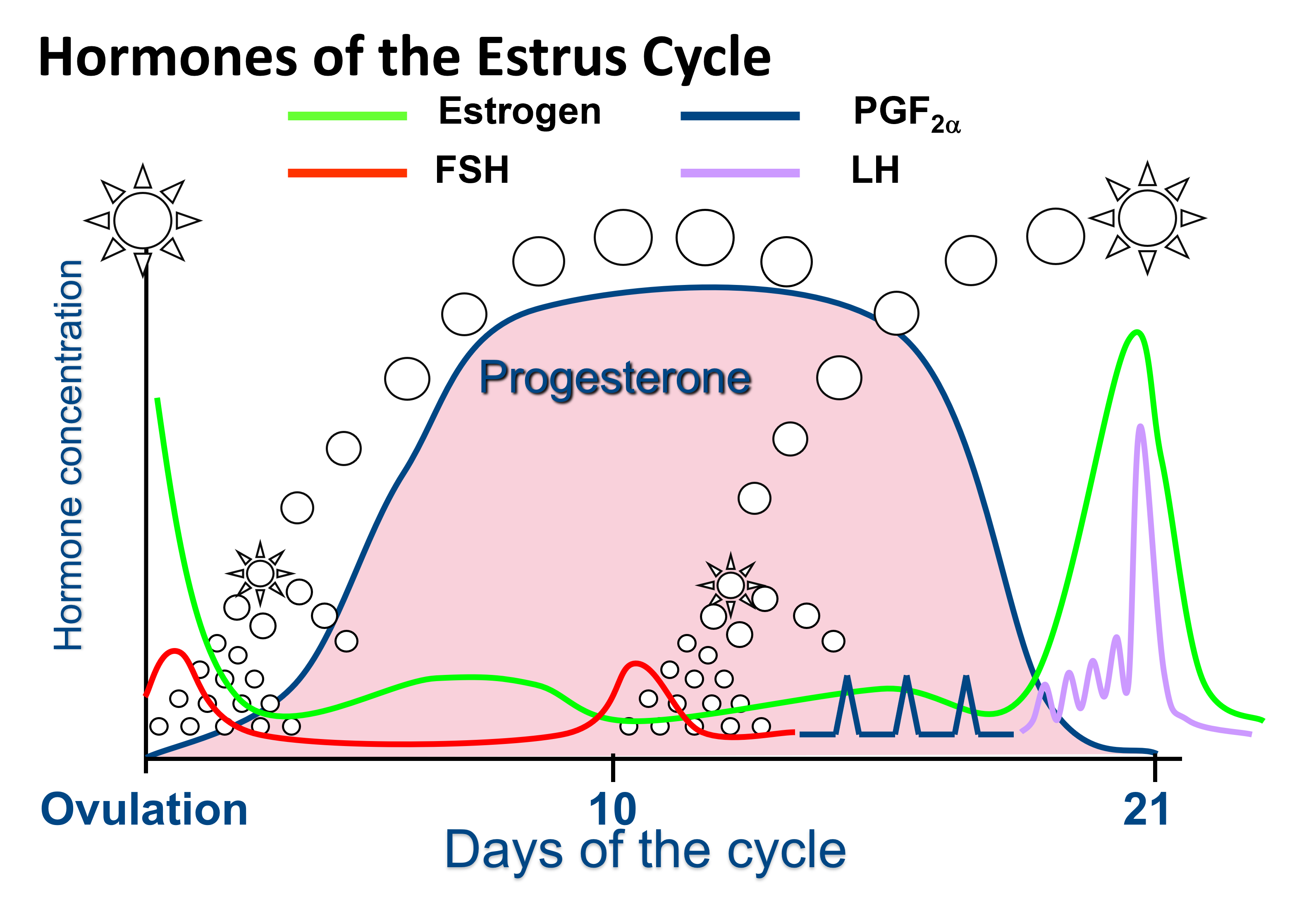 Illustration of hormonal control in the bovine estrous cycle